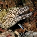 moray_honeycomb_bac_nmal_h_0020_mal2170.jpg